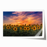 Vibrant botanical wall art print showcasing a detailed sunflower design with rich yellow and green hues, rolled for easy display or gifting, perfect for home decor.