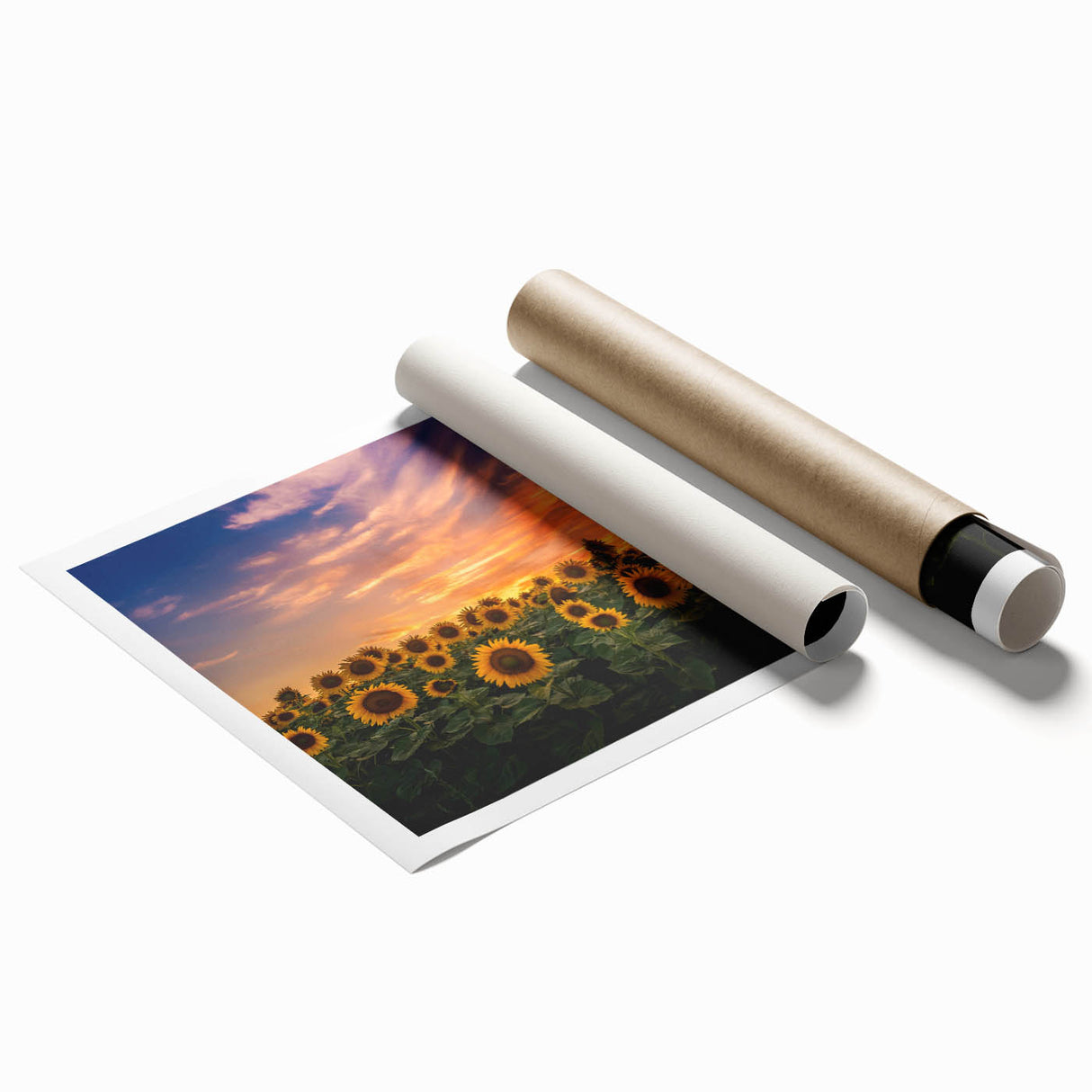 Bright yellow sunflower wall art print showcasing intricate botanical details against a white background, rolled and ready for display in any home decor setting.