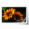 Bright and vibrant botanical wall art print featuring a detailed sunflower design, rolled for easy handling and display, perfect for home decor enthusiasts.
