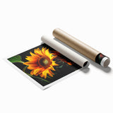 Bright and vibrant botanical wall art print featuring a detailed sunflower design, perfect for home decor. The artwork is rolled for easy framing and display.
