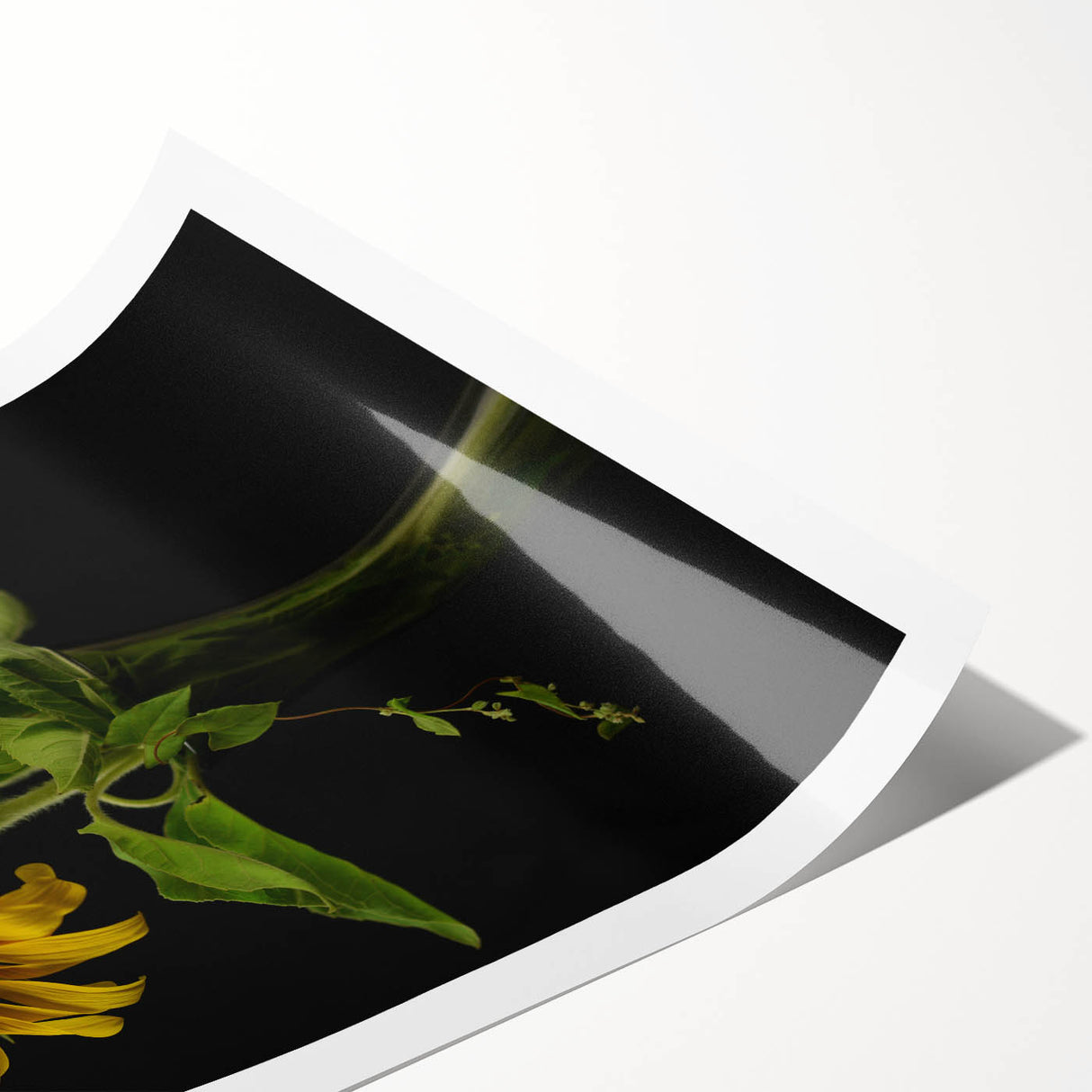 Botanical sunflower wall art print showcasing vibrant yellow and green hues, rolled and packaged in a protective tube for easy framing and display. Ideal for home decor enthusiasts seeking nature-inspired art.