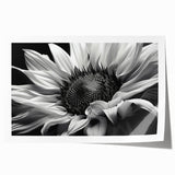 Bright yellow sunflower botanical wall art print featuring intricate details and vibrant colors, perfect for home décor or gallery display. Rolled and ready for framing.