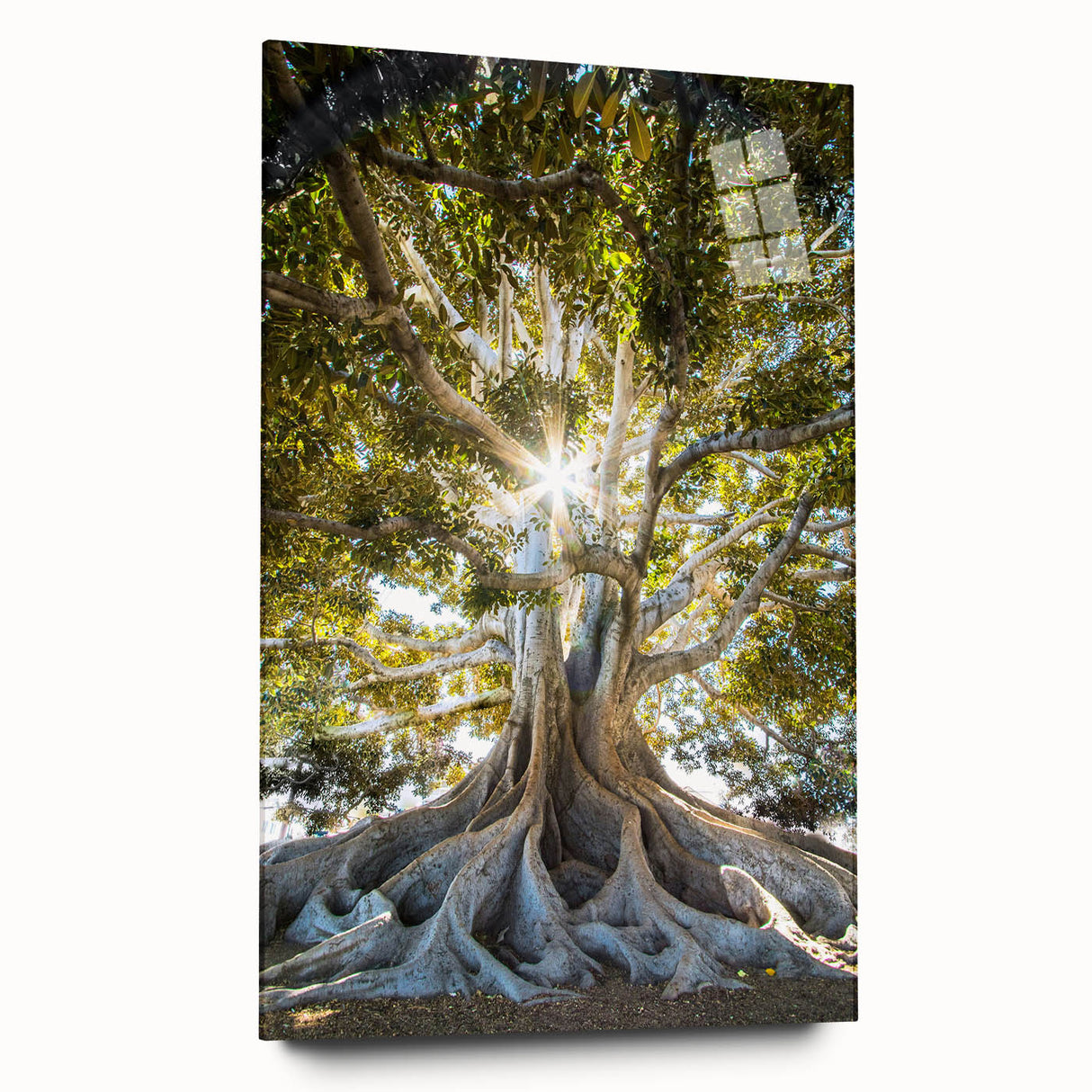 Elegant botanical wall art collection featuring vibrant floral and tree designs in acrylic glass, displayed in a side view, enhancing modern decor aesthetics.