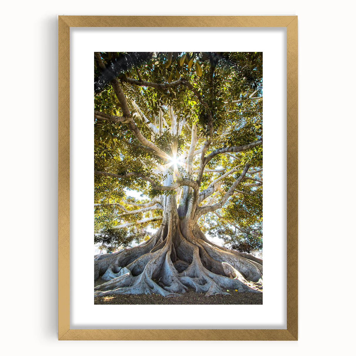 Elegant botanical wall art collection featuring framed prints of colorful flowers and trees with a gold mat, ideal for enhancing home decor. Perfect for nature enthusiasts.