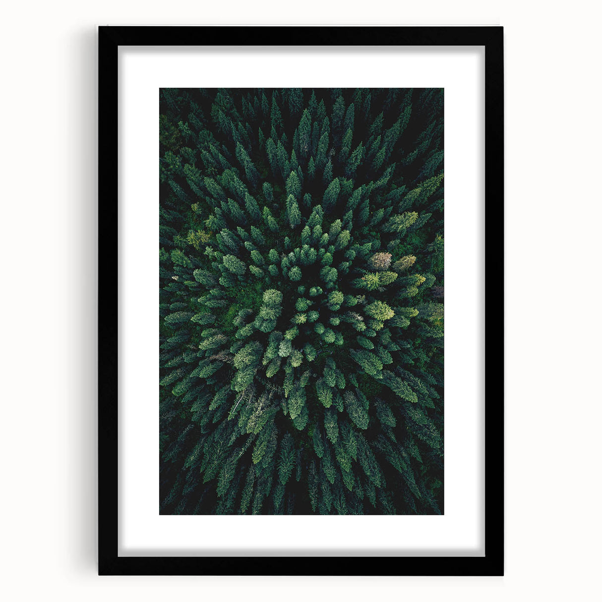 Botanical wall art collection featuring framed floral and tree designs in a sleek black frame, perfect for home decor. Ideal for nature enthusiasts and art lovers.