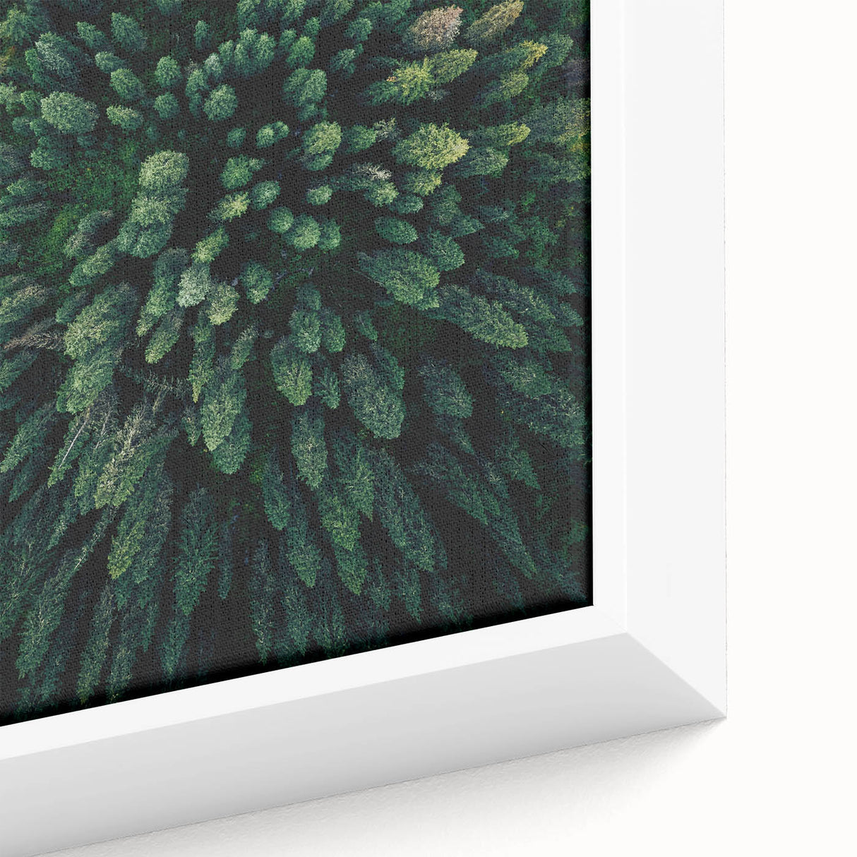 Close-up of a framed botanical wall art collection showcasing vibrant flowers and intricate tree designs on canvas, perfect for enhancing home decor with natural elegance.