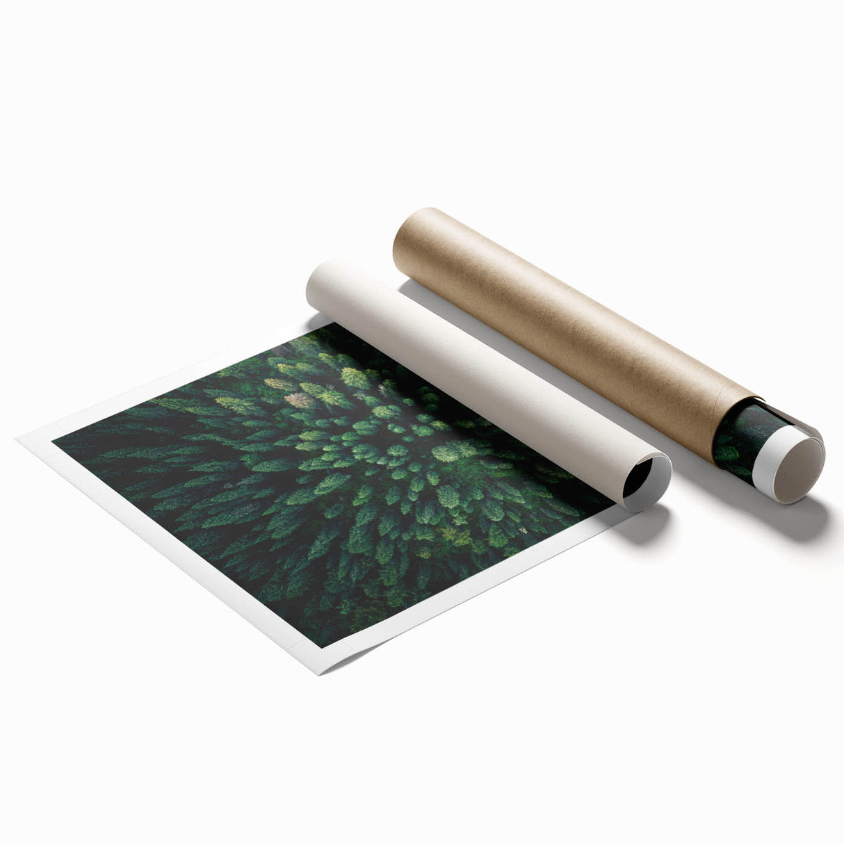 Botanical wall art collection featuring vibrant floral and tree illustrations on a rolled print, perfect for home decor. Packaged securely for shipping.