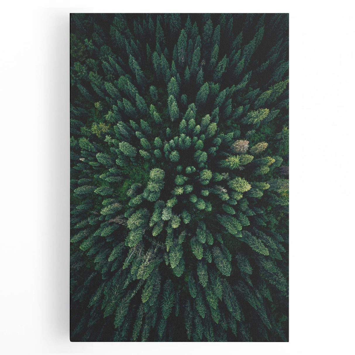 Stretched canvas showcasing a vibrant botanical design of flowers and trees, perfect for home decor, featuring rich colors and detailed artwork, ideal for nature lovers.