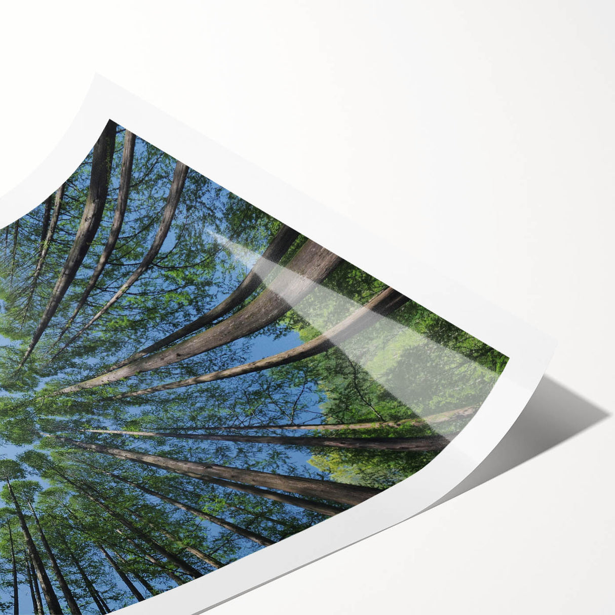 Botanical wall art print showcasing a vibrant floral design with detailed illustrations of various flowers and leaves, rolled for easy display and shipping.