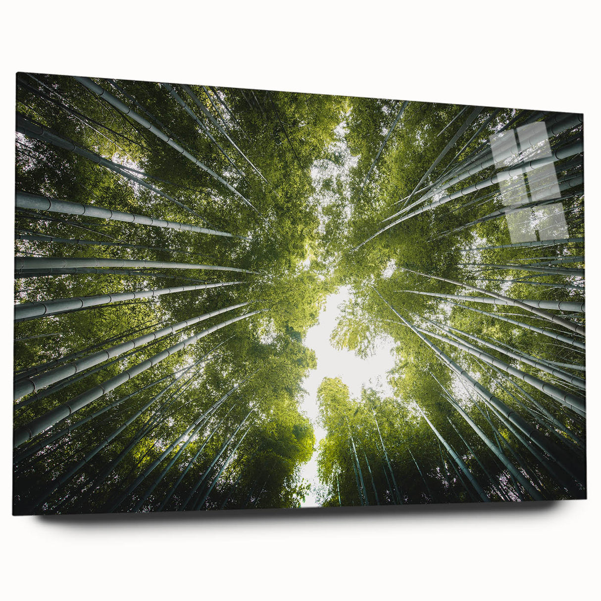Elegant botanical wall art collection featuring vibrant flowers and trees, displayed in an acrylic glass frame. Ideal for enhancing home decor with nature-inspired aesthetics.