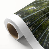 Botanical wall art collection featuring elegant floral and tree designs on rolled canvas, showcasing vibrant colors and intricate details, perfect for home decor.