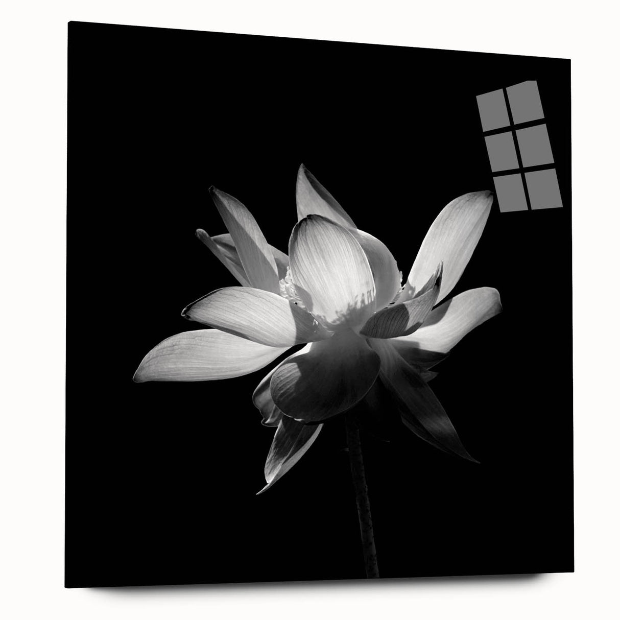 Tropical floral wall art design displayed in acrylic glass, showcasing vibrant colors and intricate botanical details, perfect for home decor enhancement.