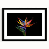 Tropical floral wall art design featuring vibrant botanical illustrations in a sleek black frame. Ideal for modern home decor, adding a touch of nature.