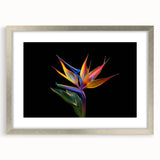 Tropical botanical wall art featuring vibrant flowers in a silver frame with a mat, perfect for adding a touch of nature to modern decor. Ideal for home or office.