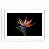 Tropical flower wall art featuring a vibrant botanical design in a white frame with matting, perfect for adding a touch of nature to home decor.