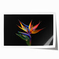 Vibrant tropical floral design wall art print featuring exotic flowers in rich colors, ideal for home decor. Rolled and packaged securely for easy display.
