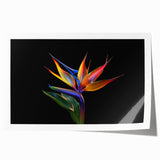 Vibrant tropical floral design wall art print featuring exotic flowers in rich colors, ideal for home decor. Rolled and packaged securely for easy display.