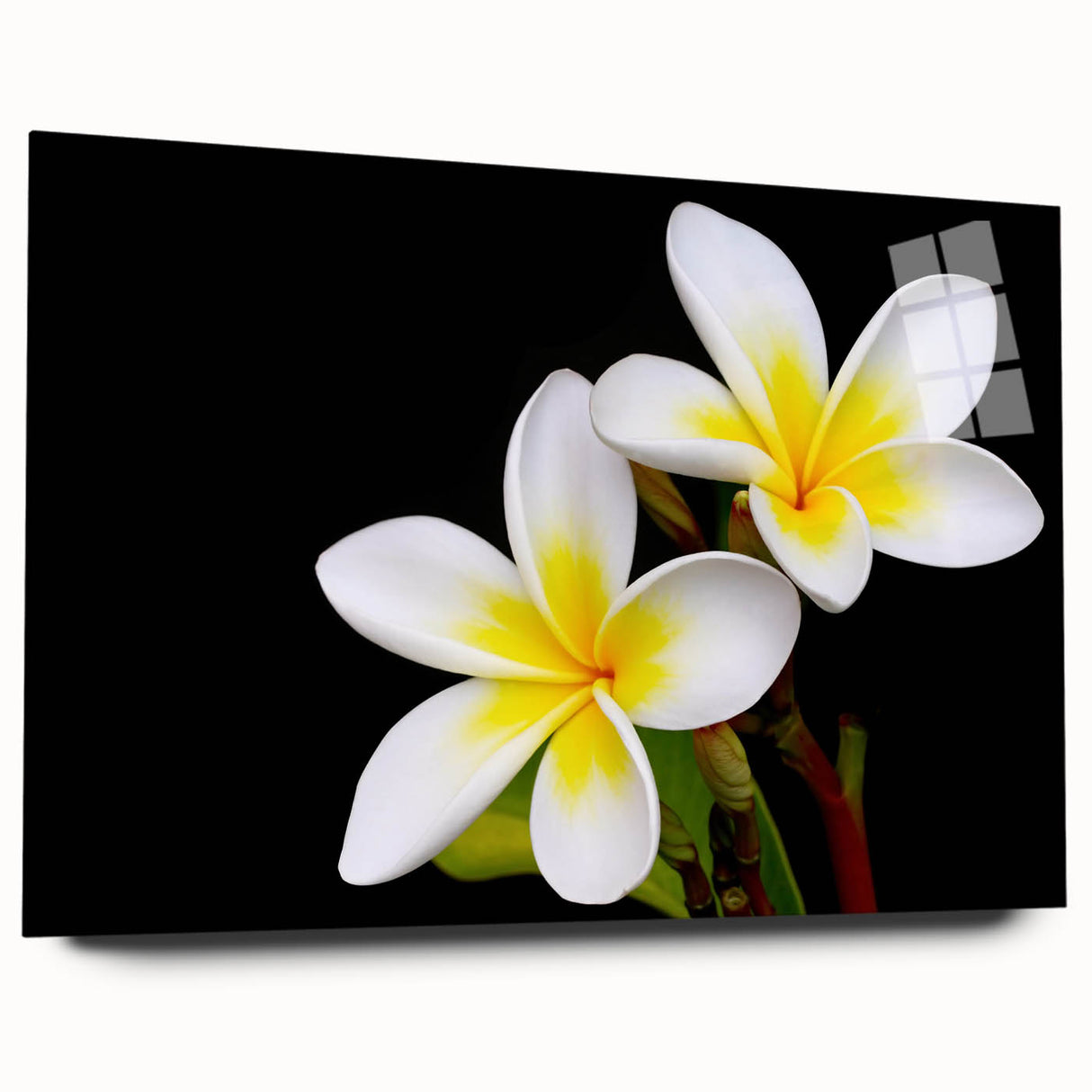 Brightly colored botanical tropical flower wall art displayed in acrylic glass, showcasing a side view of intricate floral designs, ideal for home decor.