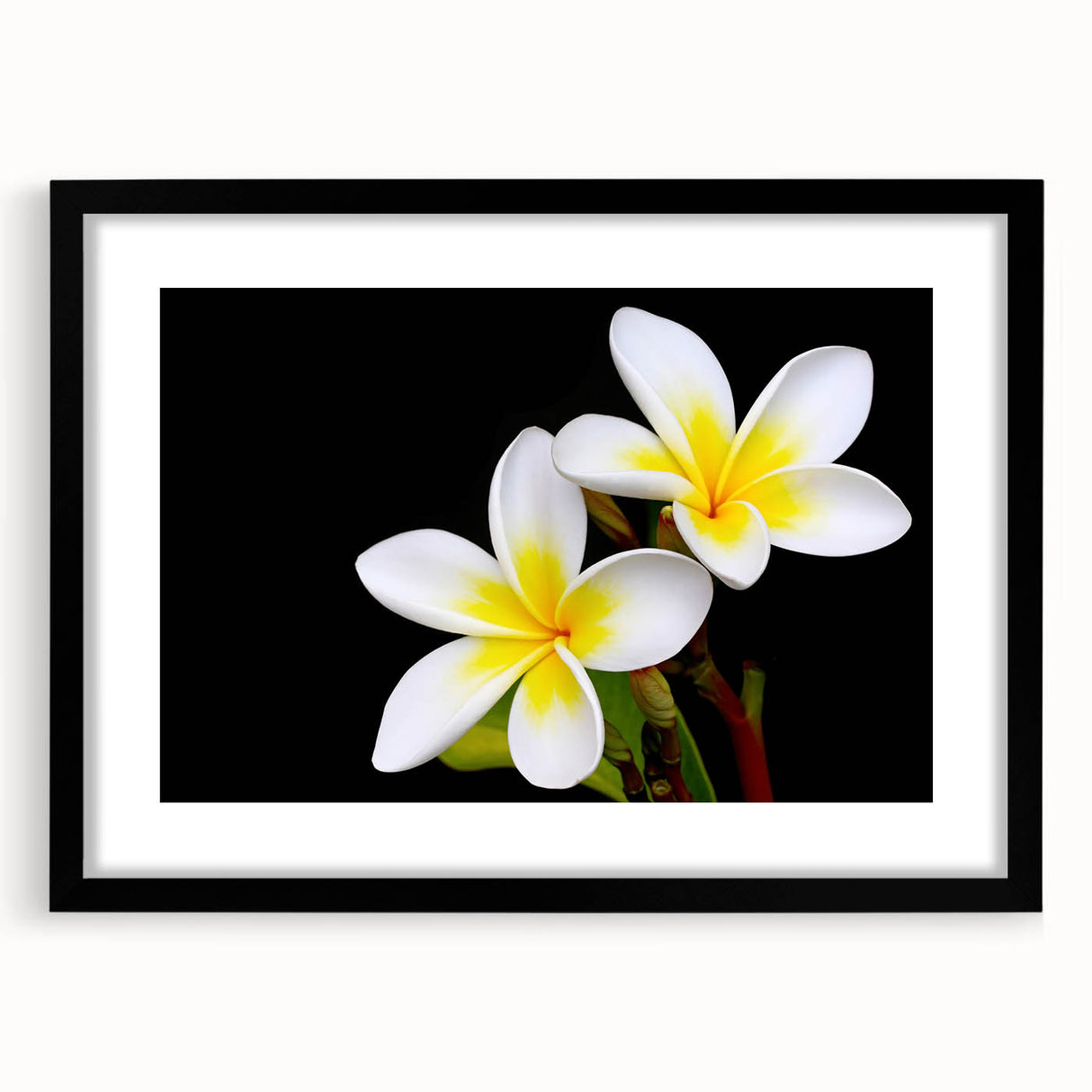 Tropical floral wall art collection featuring vibrant botanical designs in a black frame with matting, ideal for enhancing home decor and adding a touch of nature.