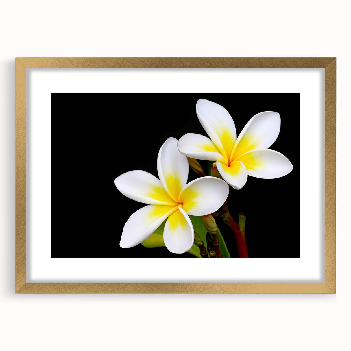 Tropical botanical flower wall art in a gold frame, showcasing vibrant colors and intricate details, perfect for adding a stylish touch to home decor.