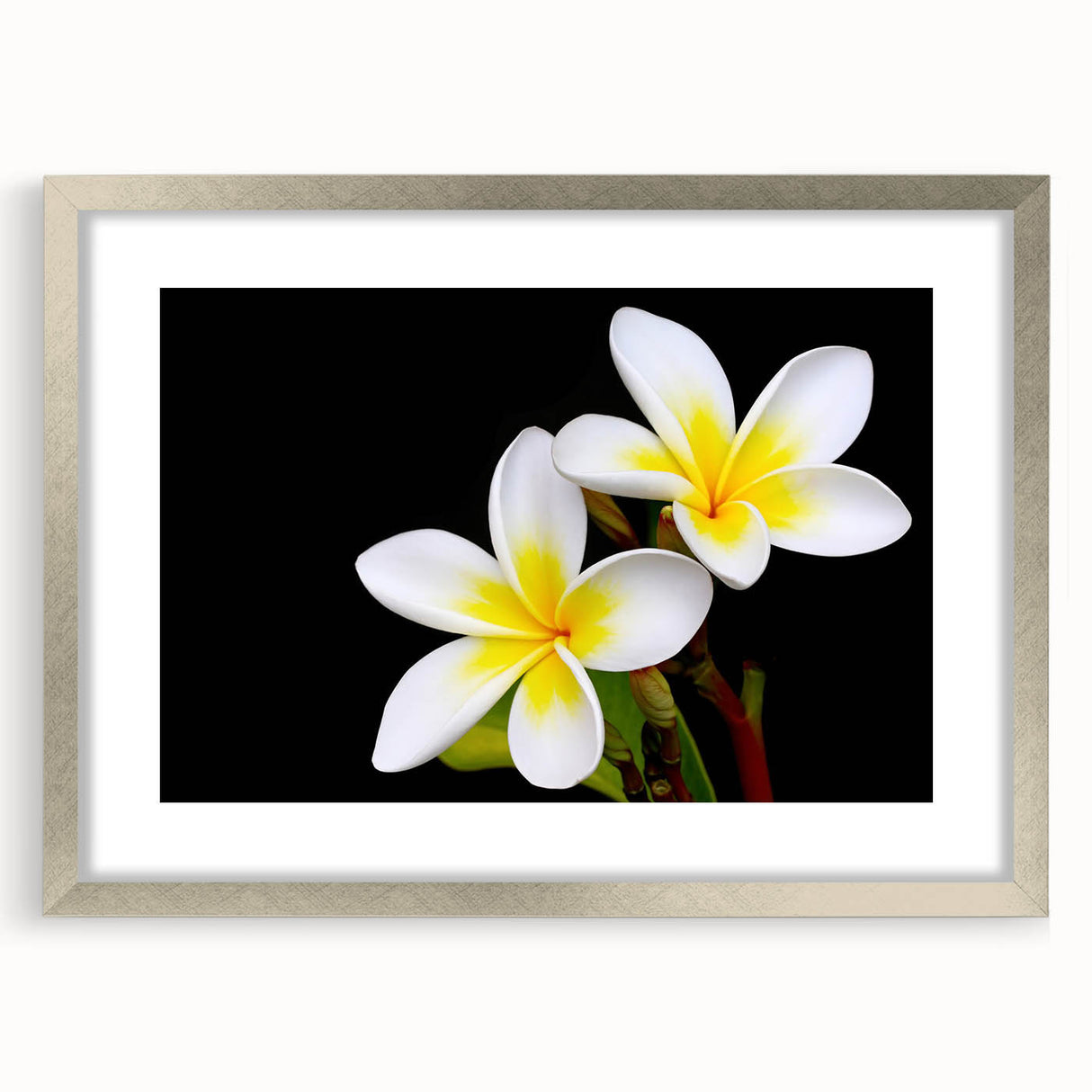 Botanical wall art collection showcasing vibrant tropical flowers in a sleek silver frame with a mat, perfect for enhancing modern home decor.