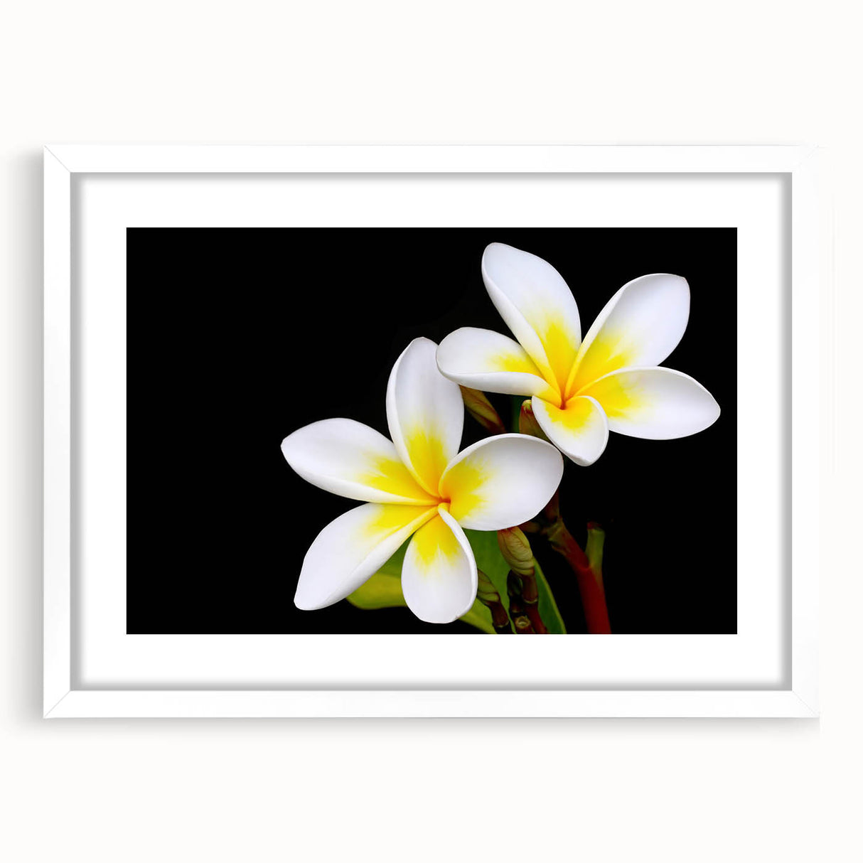 Botanical tropical flower wall art design featuring vibrant colors and intricate details, framed with a white mat, perfect for enhancing home decor aesthetics.
