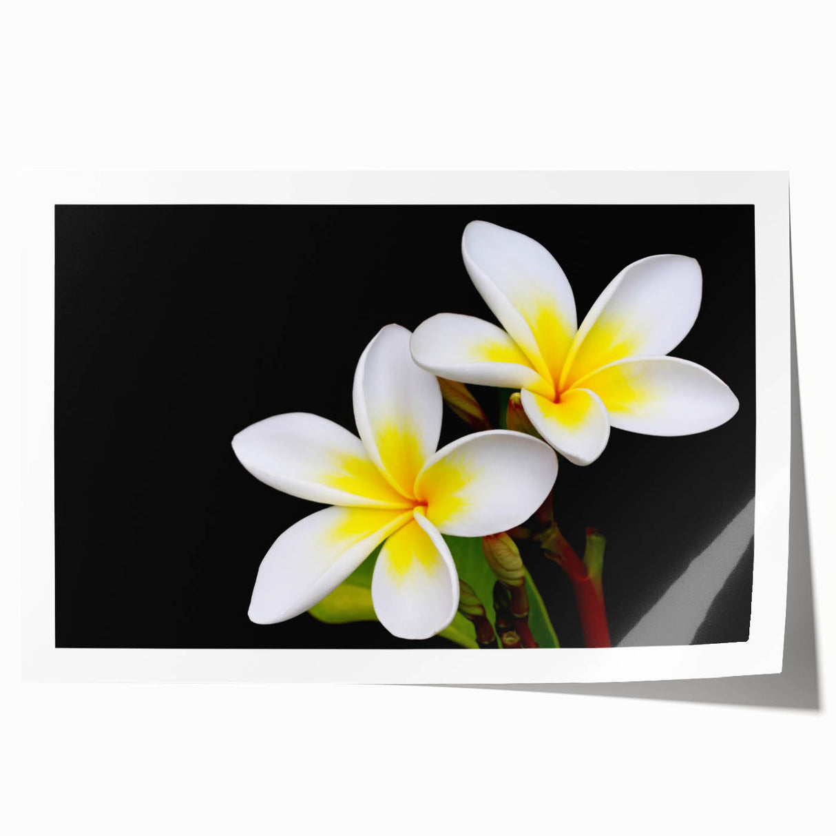 Vibrant tropical floral wall art print showcasing an array of colorful botanical designs, ideal for home decor, rolled and ready for framing.