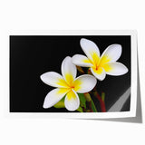 Vibrant tropical floral wall art print showcasing an array of colorful botanical designs, ideal for home decor, rolled and ready for framing.