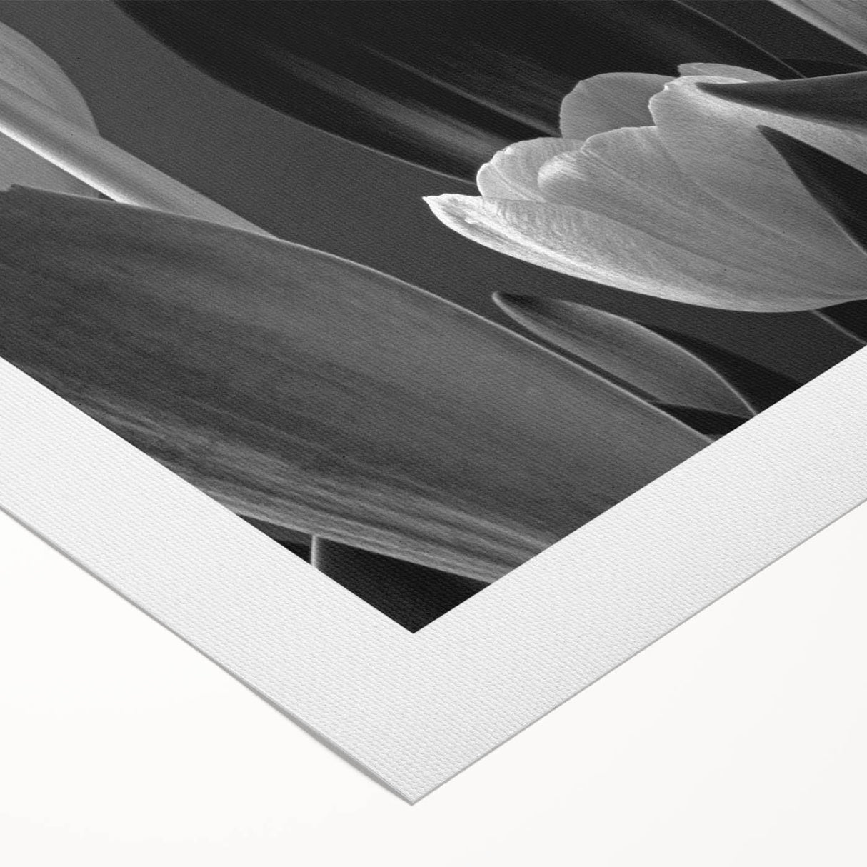Botanical wall art featuring a vibrant tulip design on rolled canvas, showcasing intricate floral details and vivid colors, perfect for home decor.
