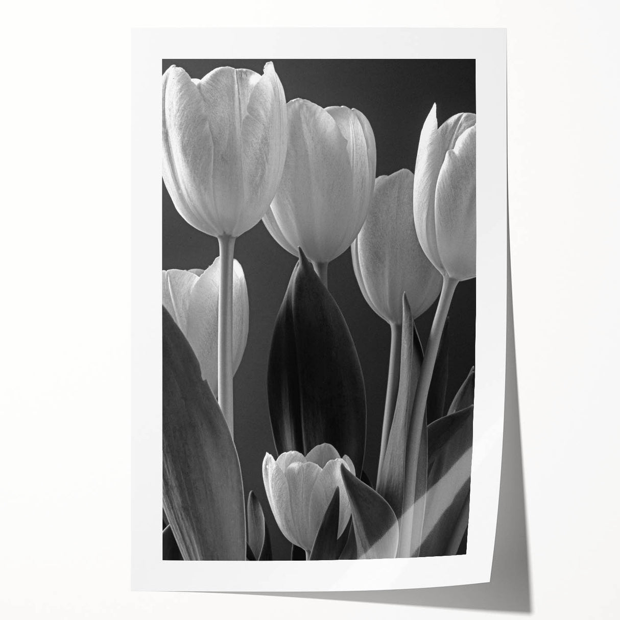 Botanical wall art design featuring vibrant tulips in a colorful arrangement, perfect for home decor. The rolled print showcases intricate details and rich colors, ideal for adding a touch of nature-inspired elegance to any space.