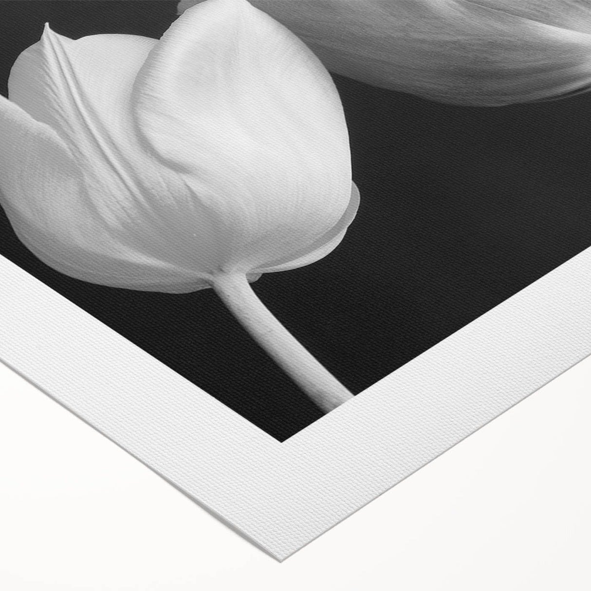 Vibrant botanical wall art design showcasing colorful tulips on a high-quality rolled canvas, perfect for home decor and adding a touch of nature to any space.