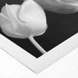 Vibrant botanical wall art design showcasing colorful tulips on a high-quality rolled canvas, perfect for home decor and adding a touch of nature to any space.
