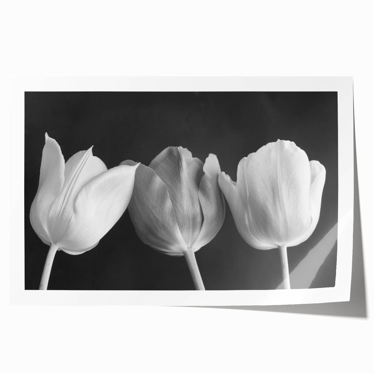 Elegant botanical wall art print showcasing a vibrant tulip design in rich colors, rolled and ready for display. Perfect for enhancing home decor and floral-themed spaces.