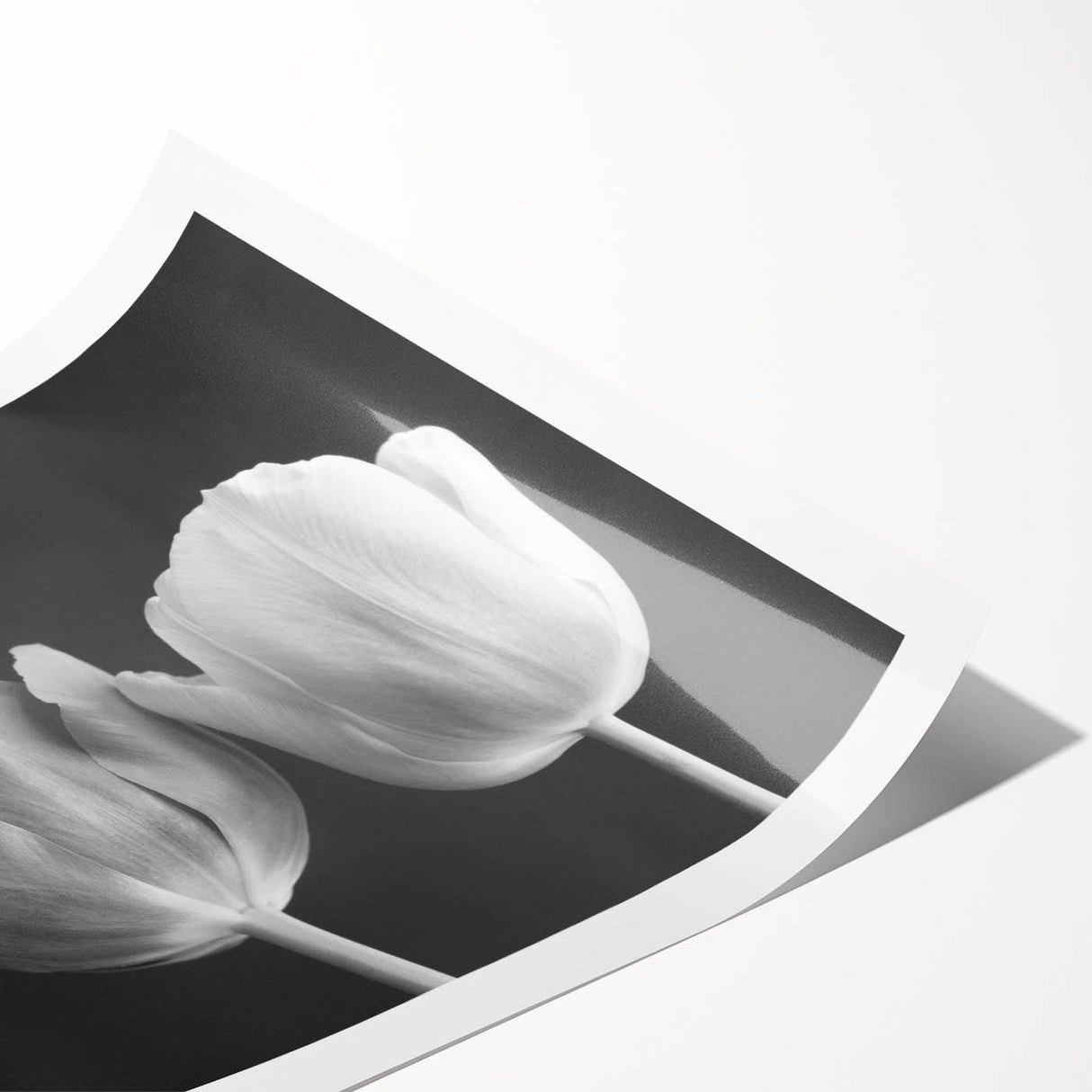 Botanical wall art print showcasing a vibrant tulip design in soft pastel colors, perfect for home decor, rolled for easy display and shipping.