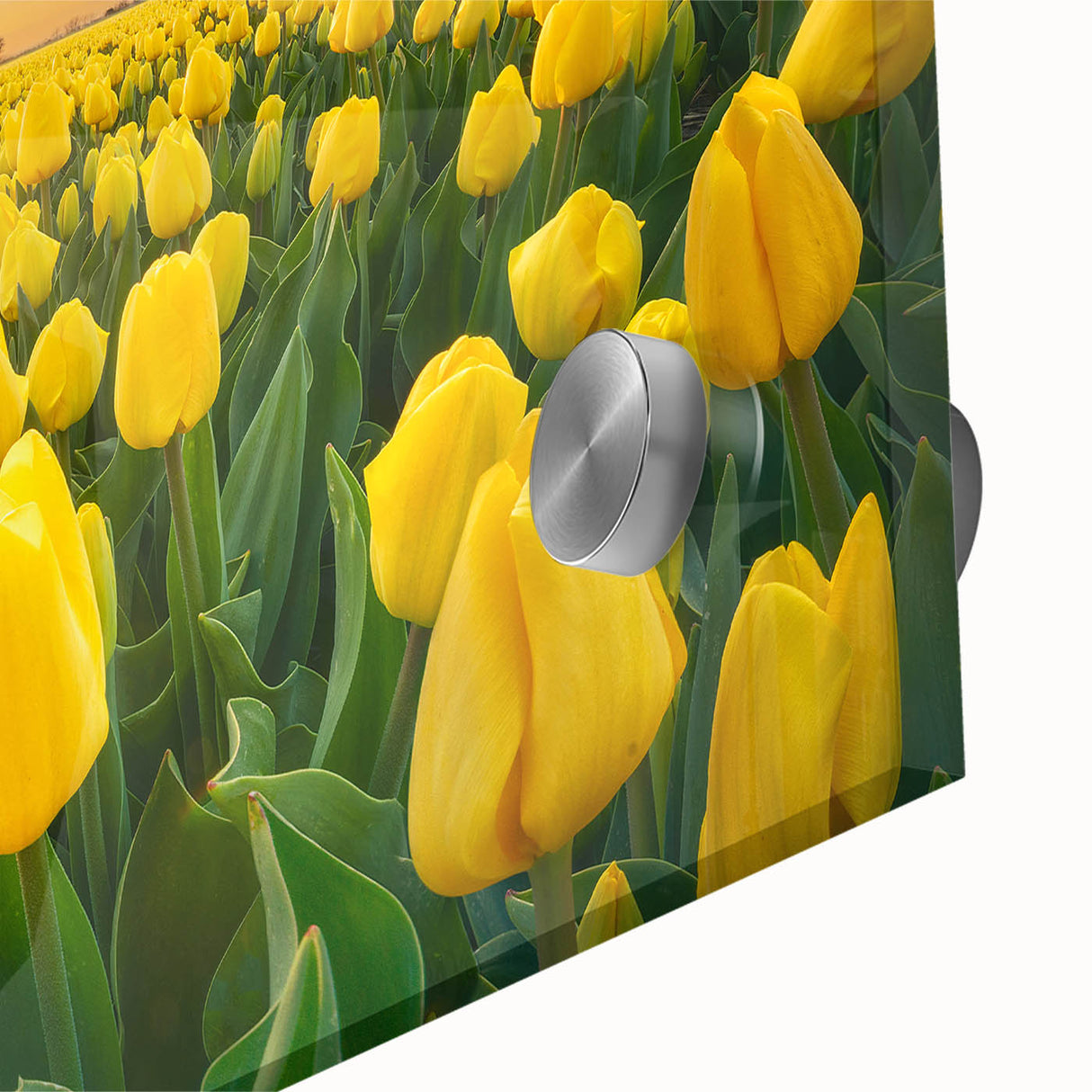 Close-up of a vibrant botanical wall art piece showcasing a tulip design, printed on acrylic glass. The artwork highlights vivid colors and intricate details, perfect for home decor.