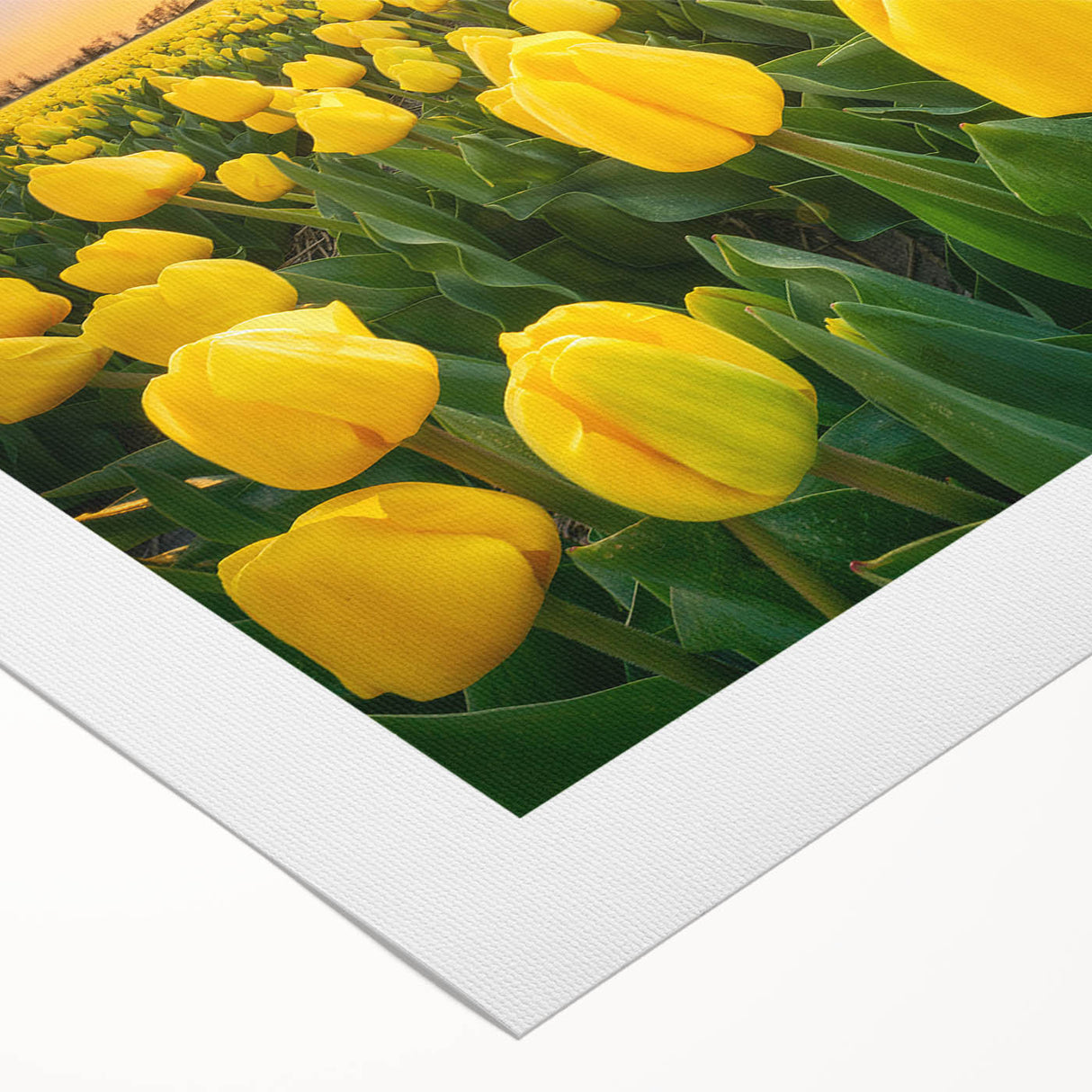 Colorful botanical wall art featuring a detailed tulip design on rolled canvas, perfect for home decor. The artwork showcases vibrant hues of pink, yellow, and green, ideal for adding a fresh touch to any room.