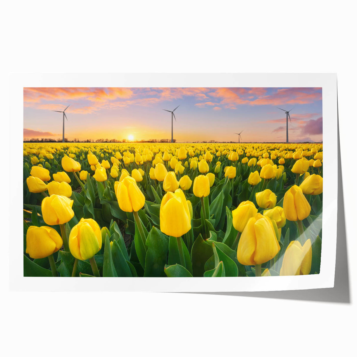 Botanical wall art print showcasing a vibrant tulip design in various colors, rolled and ready for framing, perfect for home decor enthusiasts and floral art lovers.