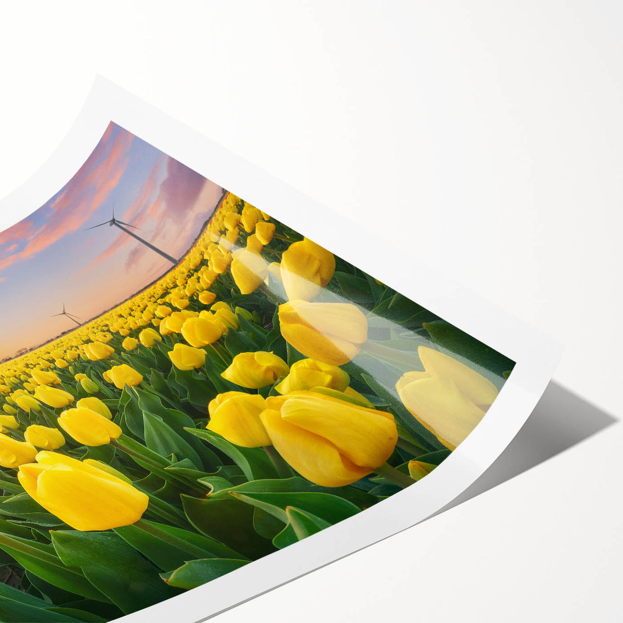 Vibrant botanical wall art print featuring a delicate tulip design in soft pink and green hues, rolled and ready for framing, perfect for home decor.