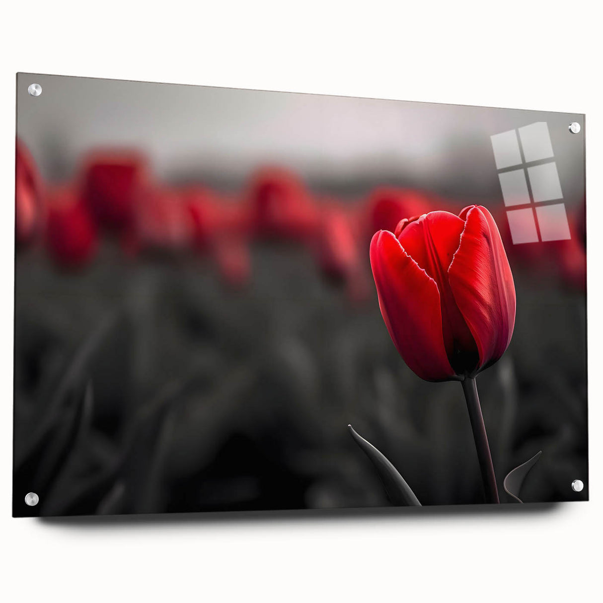 Side view of a botanical wall art print showcasing a vibrant tulip design under acrylic glass, elegantly displayed with decorative pins, perfect for enhancing home decor.