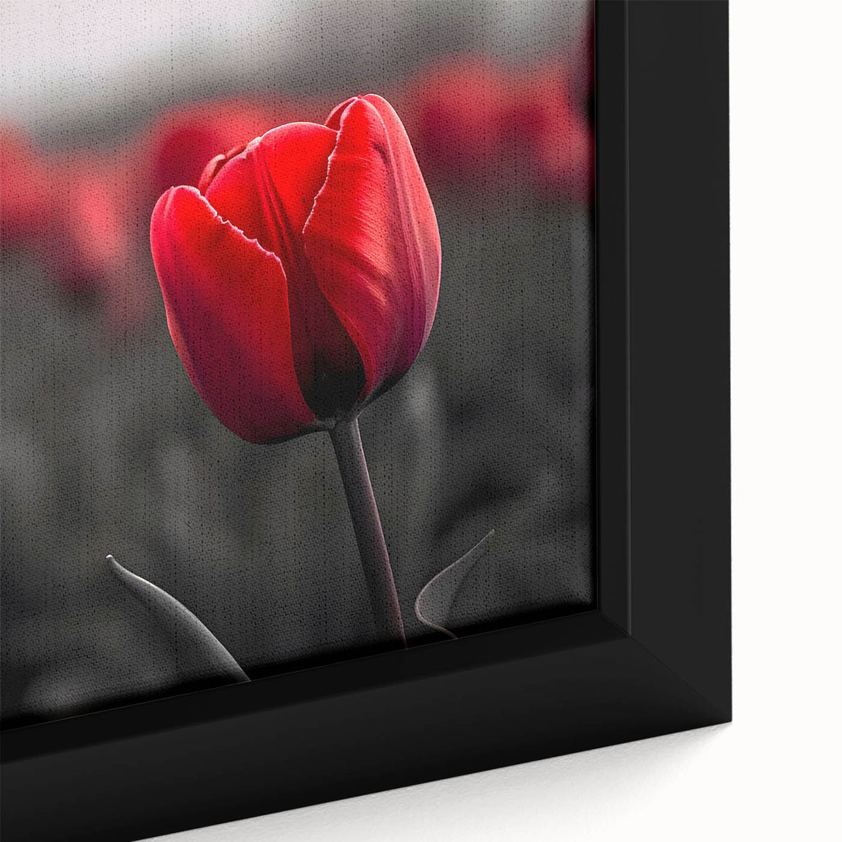 Close-up of a framed botanical wall art piece showcasing vibrant tulips in a colorful design, perfect for home decor, adding a touch of nature and elegance.