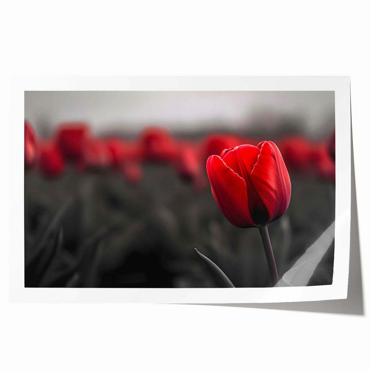 Vibrant botanical tulip wall art print showcasing intricate floral details in soft pastel colors, rolled and ready for framing, emphasizing nature's beauty.