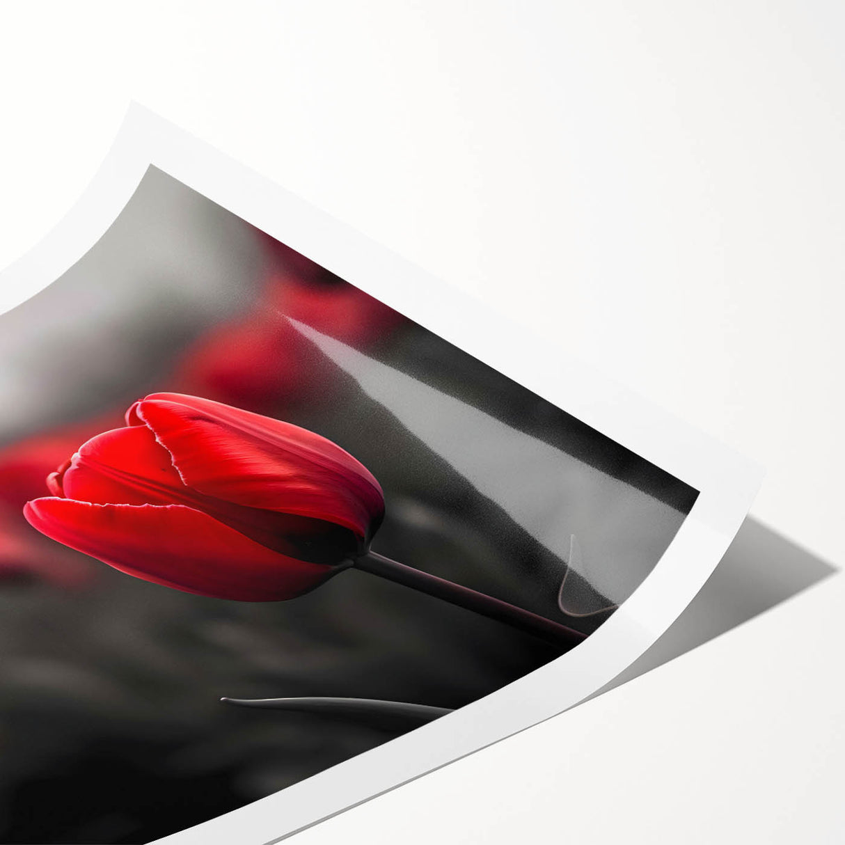 Botanical wall art print showcasing vibrant tulip designs in a rolled format, emphasizing intricate floral details and bold colors, perfect for home decor.