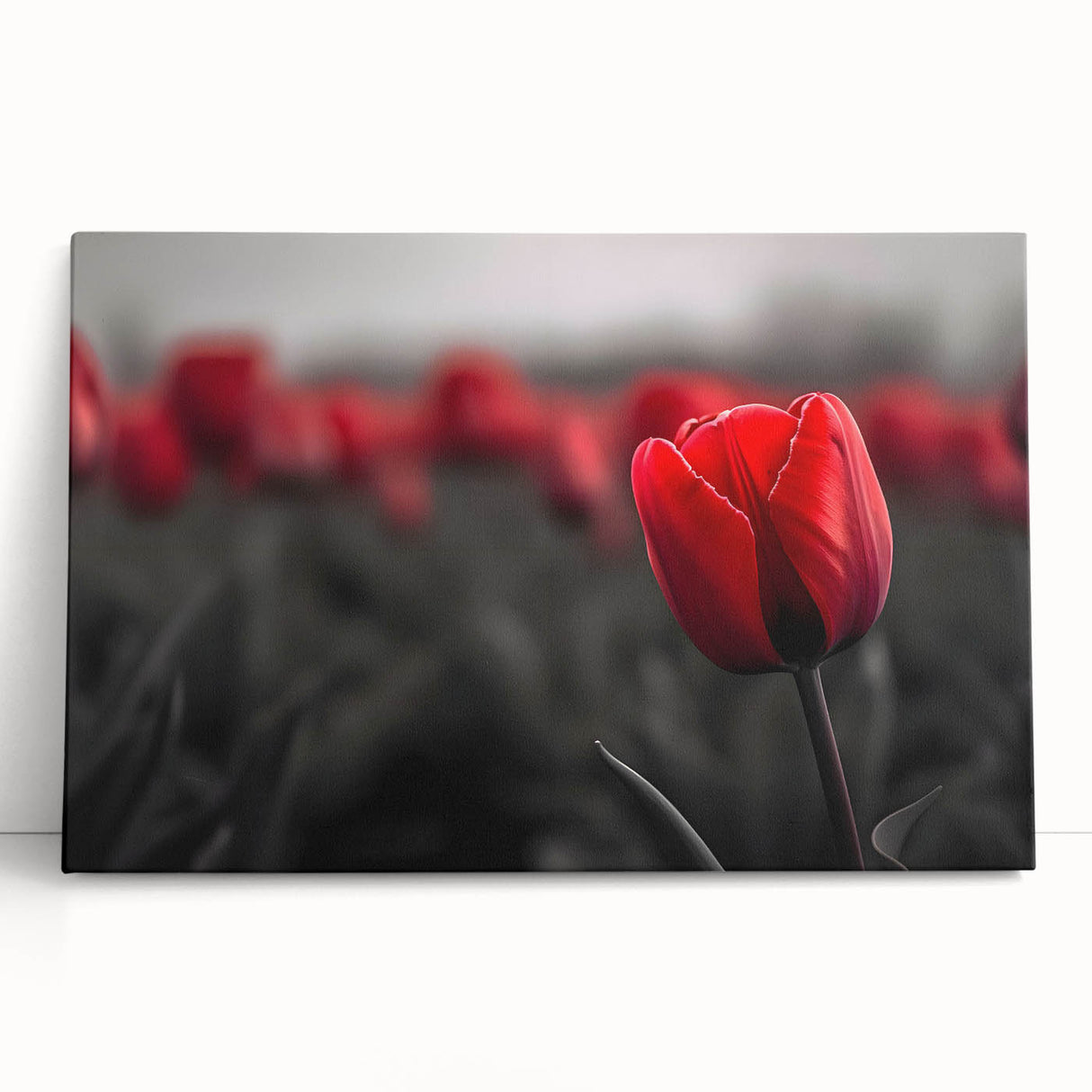Botanical wall art featuring a vibrant tulip design on stretched canvas, showcasing vivid colors and intricate floral details, perfect for home decor.