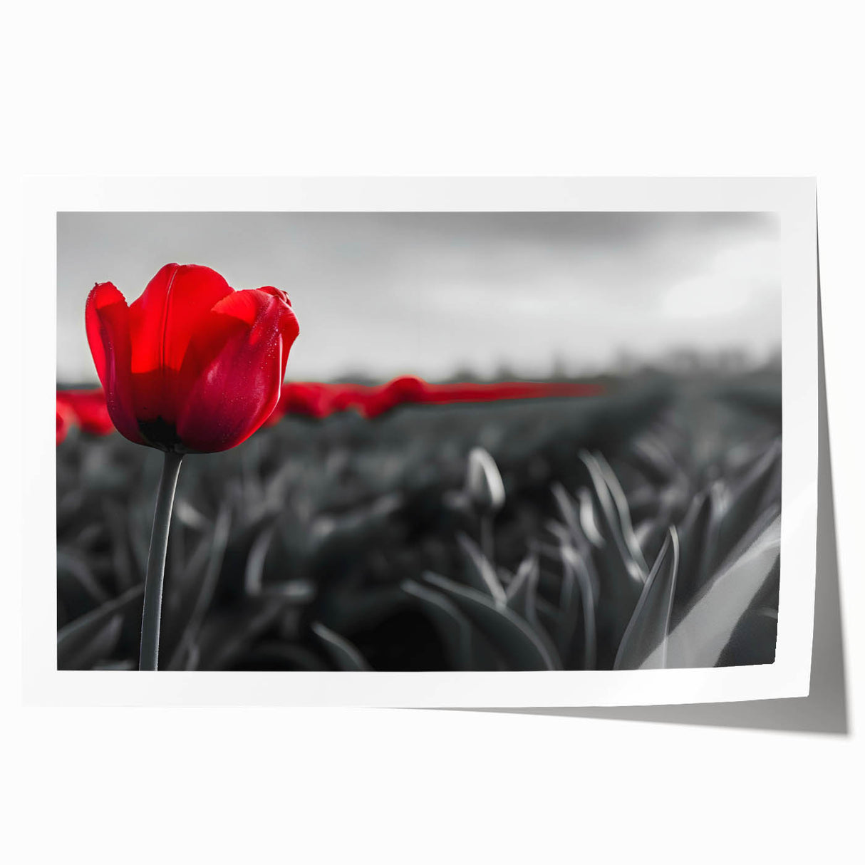 Elegant botanical wall art featuring a vibrant tulip design on a rolled print, showcasing rich colors and intricate details, perfect for home decor.