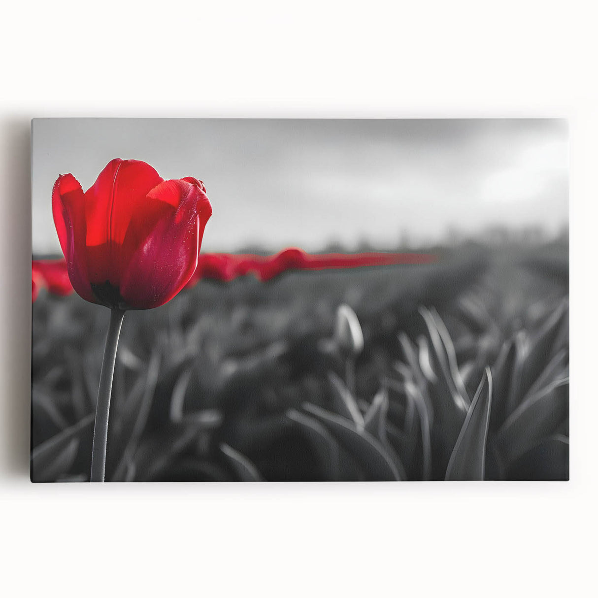 Botanical wall art design showcasing vibrant tulips in a colorful, stretched canvas format. Perfect for home decor, adding a touch of nature-inspired elegance.