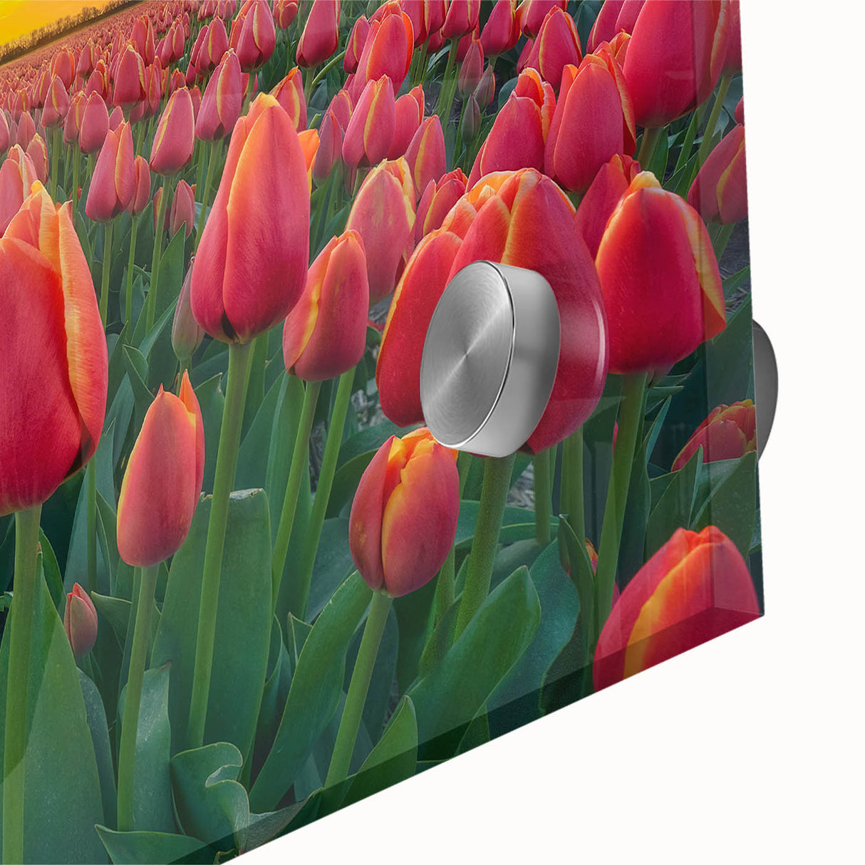 Close-up of vibrant botanical tulip wall art design featuring intricate colors and details, displayed in an elegant acrylic glass frame, perfect for home decor.