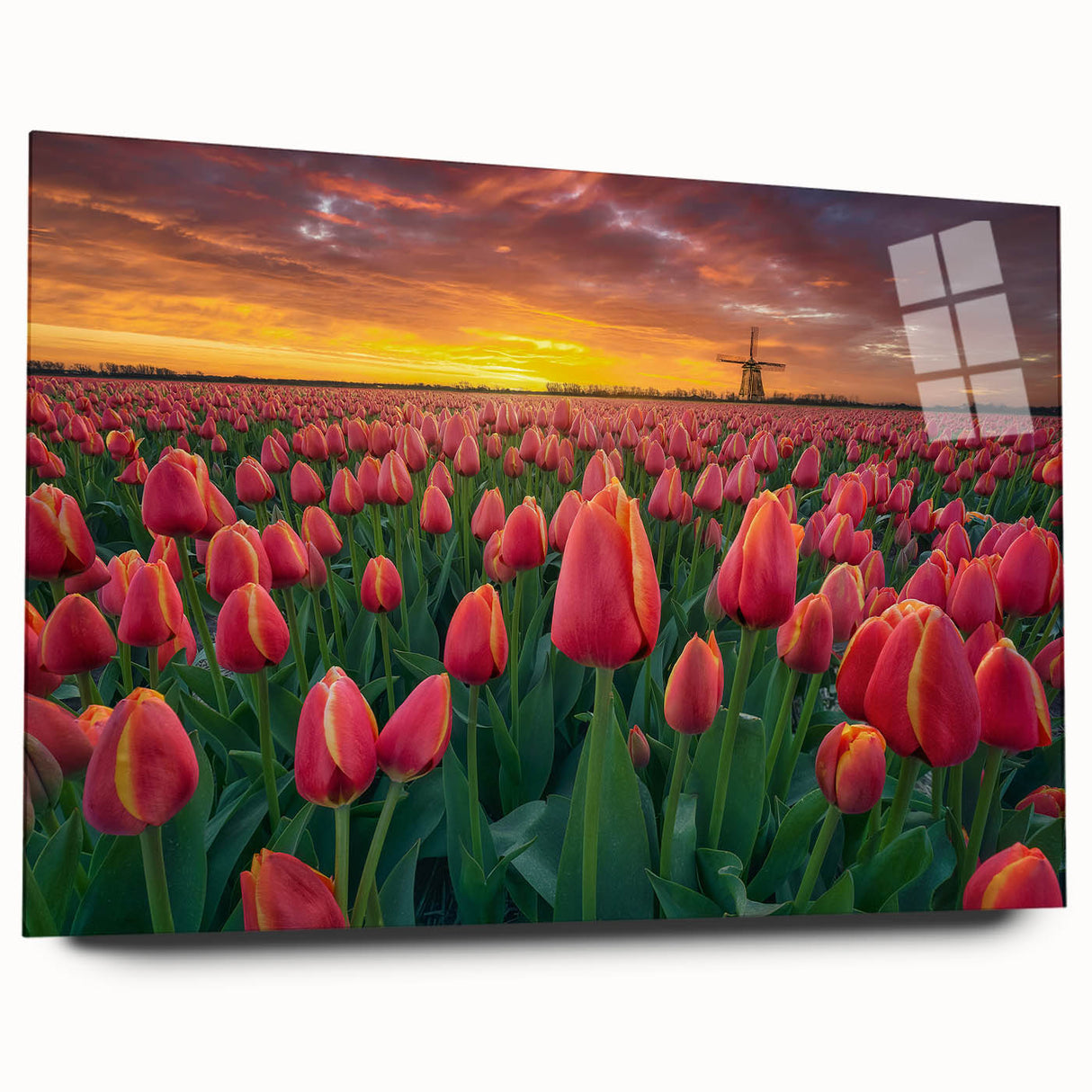 Elegant botanical wall art featuring a vibrant tulip design on acrylic glass, showcasing vivid colors and a sleek side view, perfect for modern decor.
