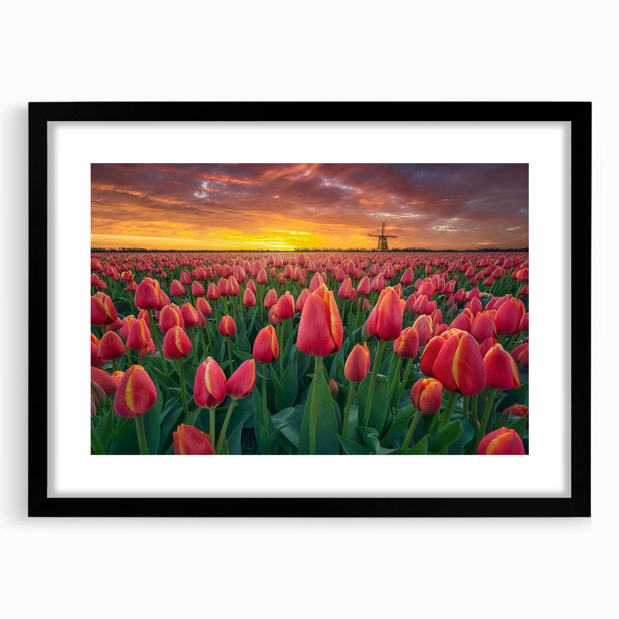 Elegant botanical wall art featuring a black-framed tulip design, showcasing vibrant colors and intricate details, perfect for enhancing home decor.