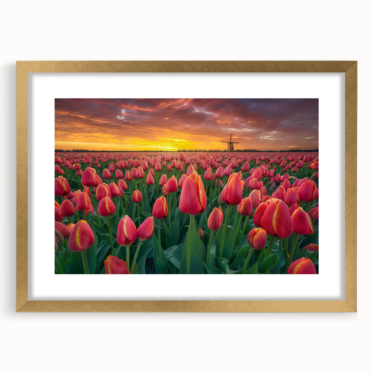 Botanical tulip wall art collection featuring a gold frame and mat, showcasing vibrant floral designs that enhance any decor style, ideal for home or office settings.