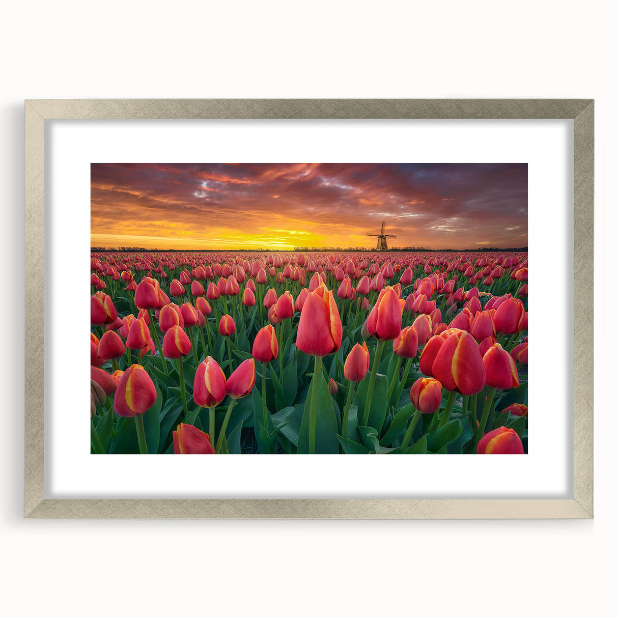 Botanical tulip wall art collection framed with a silver mat, showcasing vibrant colors and intricate floral designs, perfect for home decor enhancement.
